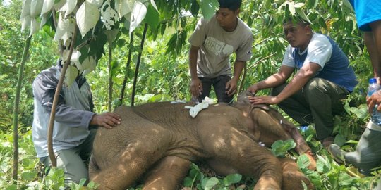 Seekor Gajah di Aceh Kena Jerat, Belalai Nyaris Putus