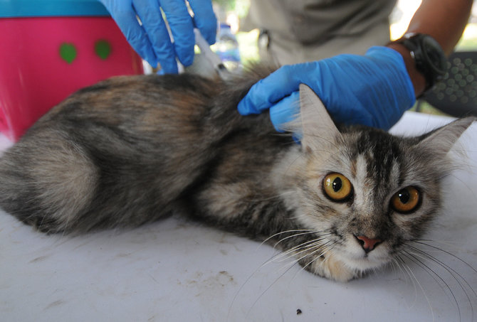 vaksin rabies gratis di jakarta selatan