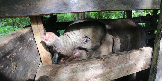 Potret Pilu Bayi Gajah di Aceh Belalainya Terpotong karena Jerat