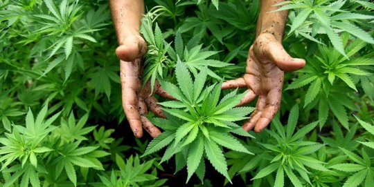 Pakar Farmasi Sebut Ganja Memang Bisa Dikembangkan Sebagai Obat