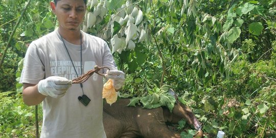 Anak Gajah Sumatera yang Terjerat Belalai Nyaris Putus di Aceh Akhirnya Mati