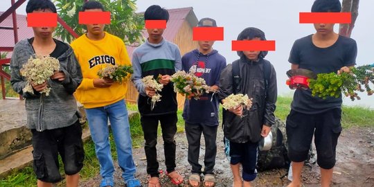 Masuk Ilegal dan Bawa Bunga Edelweis, 6 Remaja Dilarang Mendaki Gunung Dempo