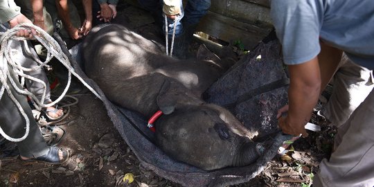 Bayi Gajah di Aceh yang Belalainya Terpotong karena Jerat Akhirnya Mati