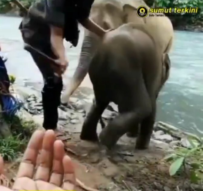 viral pawang pukul anak gajah di objek wisata tangkahan tuai kecaman warganet