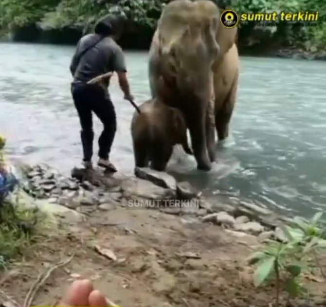 viral pawang pukul anak gajah di objek wisata tangkahan tuai kecaman warganet