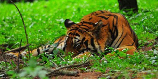Lagi Cari Kayu di TN Sembilang, Warga Banyuasin Diterkam Harimau