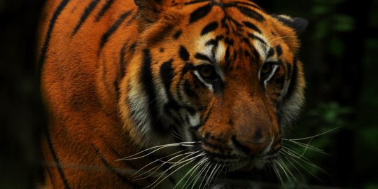 TN Sembilang Dihuni Puluhan Ekor Harimau, Warga Diminta Jauhi Zona Larangan