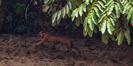 Harimau Berkeliaran di Permukiman Warga Aceh Dilepas ke Taman Nasional Gunung Leuser