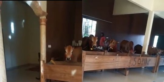 Bikin Melongo, Potret Kandang Sapi Super Mewah Mirip Rumah, Lantainya Pakai Keramik