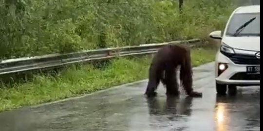 Video Orangutan di Kaltim Nyaris Tertabrak Mobil, Ini Penjelasan BKSDA