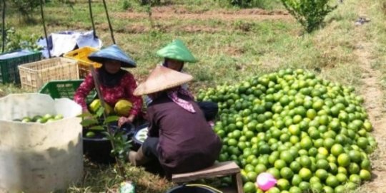 Budidaya Jeruk di Lahan Gambut Menjanjikan, Petani Bisa Raup Rp6 Juta per Bulan