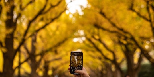 Memburu Fotografi Pohon Abadi di Jepang