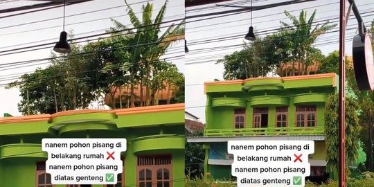 Potret Pohon-pohon Pisang Tumbuh Subur di Atap Rumah, Ramai jadi Sorotan