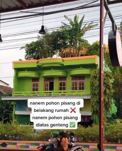 potret pohon pohon pisang tumbuh subur di atap rumah