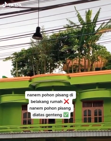 potret pohon pohon pisang tumbuh subur di atap rumah