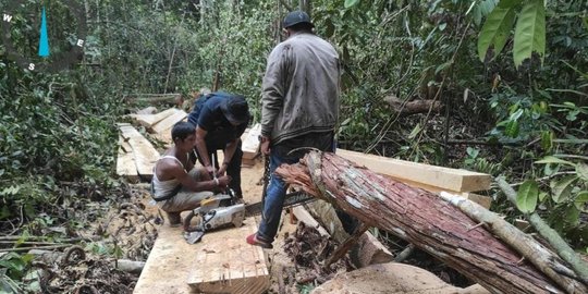Mat Ari, Si 'Anak Jenderal' Pelaku Illegal Logging Ditangkap