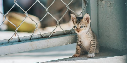 7 Makanan Kucing Kampung agar Cepat Gemuk, Perhatikan Asupan 