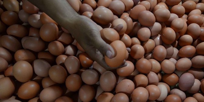 Stabilkan Harga, Berdikari Serap 25,72 Ton Telur dari Peternak