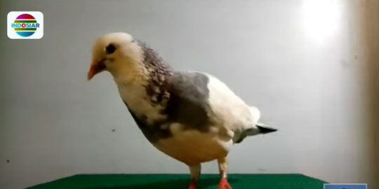 Burung Merpati Asal Tegal Terjual hingga Rp2 Miliar, Ini Kehebatannya