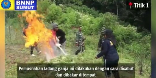 BNN Sumut Musnahkan 5 Hektare Lahan Ganja di Madina, Berat Ditaksir Capai 25 Ton