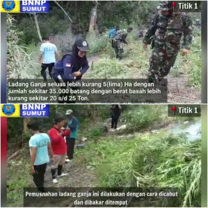 bnn sumut musnahkan 5 hektare lahan ganja di madina berat ditaksir capai 25 ton