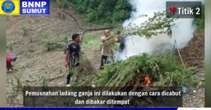 bnn sumut musnahkan 5 hektare lahan ganja di madina berat ditaksir capai 25 ton