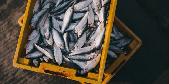 Ajak Masyarakat Makan Ikan, Begini Cara Pemkab Temanggung Cegah Stunting