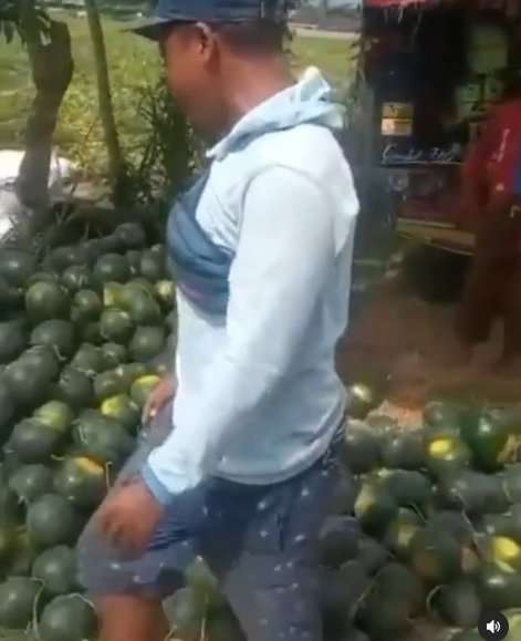 petani hancurkan hasil panennya