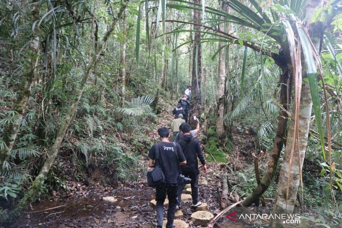 melihat wisata pengamatan burung endemik di taman nasional lore lindu poso