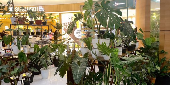 Urban Garden Hadir di Summarecon Mall Serpong, Jadi Surganya Tanaman Hias