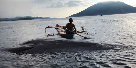Bangkai Paus Sepanjang 10 Meter Ditemukan Mengapung di Laut Alor