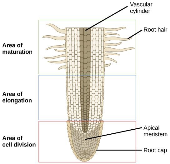 Mineral perkembangan organ jaringan bulu merupakan menyerap dan untuk dari akar bulu merupakan air yang berfungsi akar Soal Biologi
