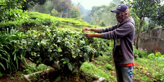 Menilik Pohon Teh Bersejarah Berusia 1 Abad Lebih, Ada di Dalam Pot