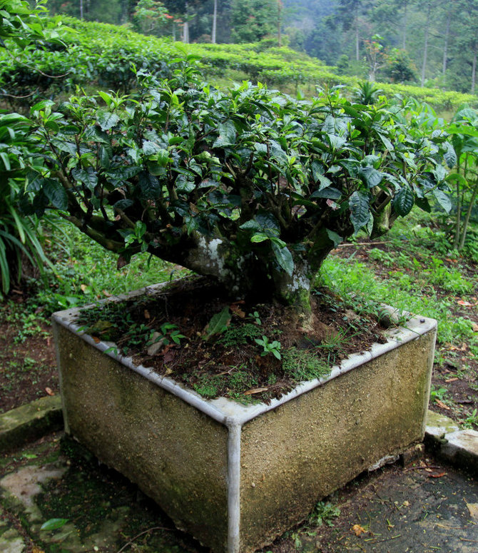 pohon teh dalam pot berusia 1 abad lebih