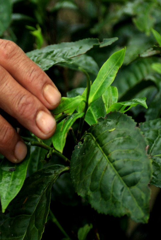 pohon teh dalam pot berusia 1 abad lebih