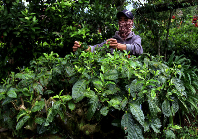 pohon teh dalam pot berusia 1 abad lebih