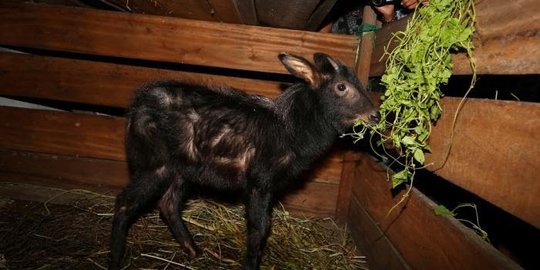 Hidup di Pegunungan dan Terancam Punah, Ini Penampakan Kambing Hutan Sumatra