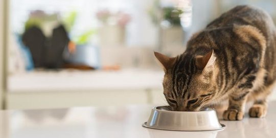Makanan Kucing Umur 2 Bulan yang Aman Dikonsumsi, Perhatikan 