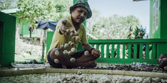 Memanen Buah Pala Banda, Rempah Berdarah Pengundang Penjajah