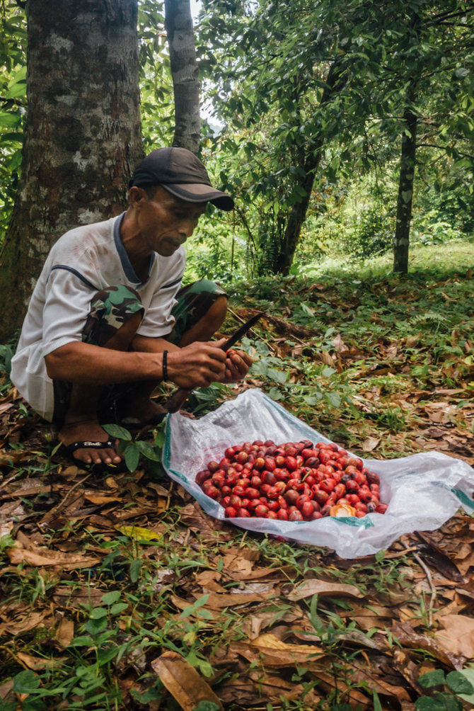 buah pala banda