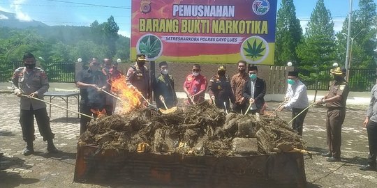 Polisi Musnahkan 158 Kg Ganja Kering dengan Cara Dibakar di Gayo Lues