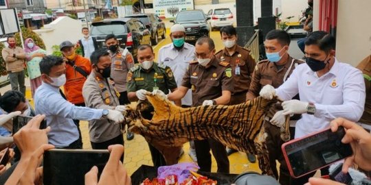 Kulit Harimau dan Paruh Burung Rangkong di Aceh Tengah Dimusnahkan