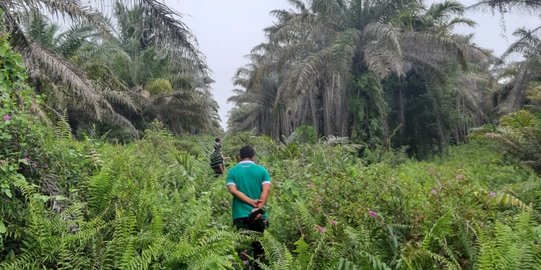 Harga Sawit Melejit, Petani di Kampar Garap Lahan Terbengkalai