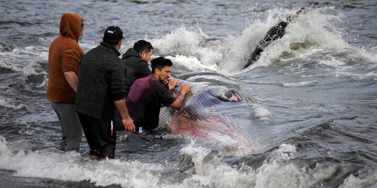 Gotong Royong Warga Selamatkan Paus Terdampar di Chile