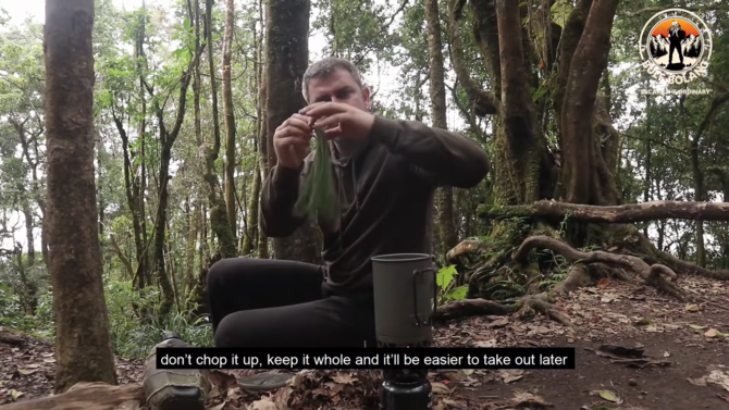 cara bule bertahan hidup di alam pakai daun pinus