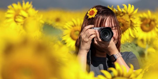 Berburu Fotografi di Ladang Bunga Matahari Terbesar Thailand