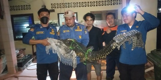 Warga Tangerang Rawat Bayi Buaya Hingga Usia 1 Tahun, Alasannya Karena Lucu