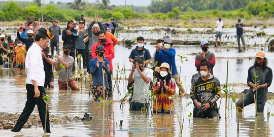 Kejar Target 600.000 Hektare, BRGM Telah Tanam Mangrove 34.000 Hektare di 2021