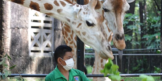 18.306 Orang Berkunjung ke Taman Margasatwa Ragunan Hari Ini