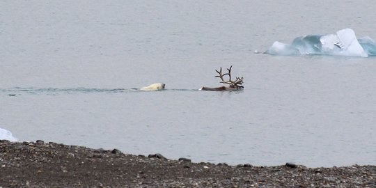 Aksi Beruang Kutub Kejar dan Mangsa Rusa di Norwegia